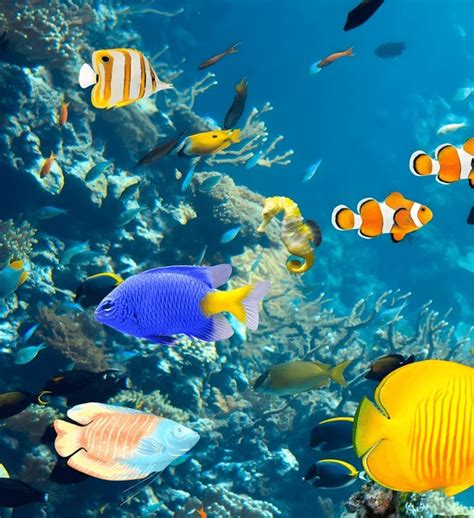 787+ Thousand Aquarium Fish Royalty.